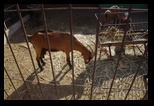Pafos Zoo -30-05-2017 - Bogdan Balaban